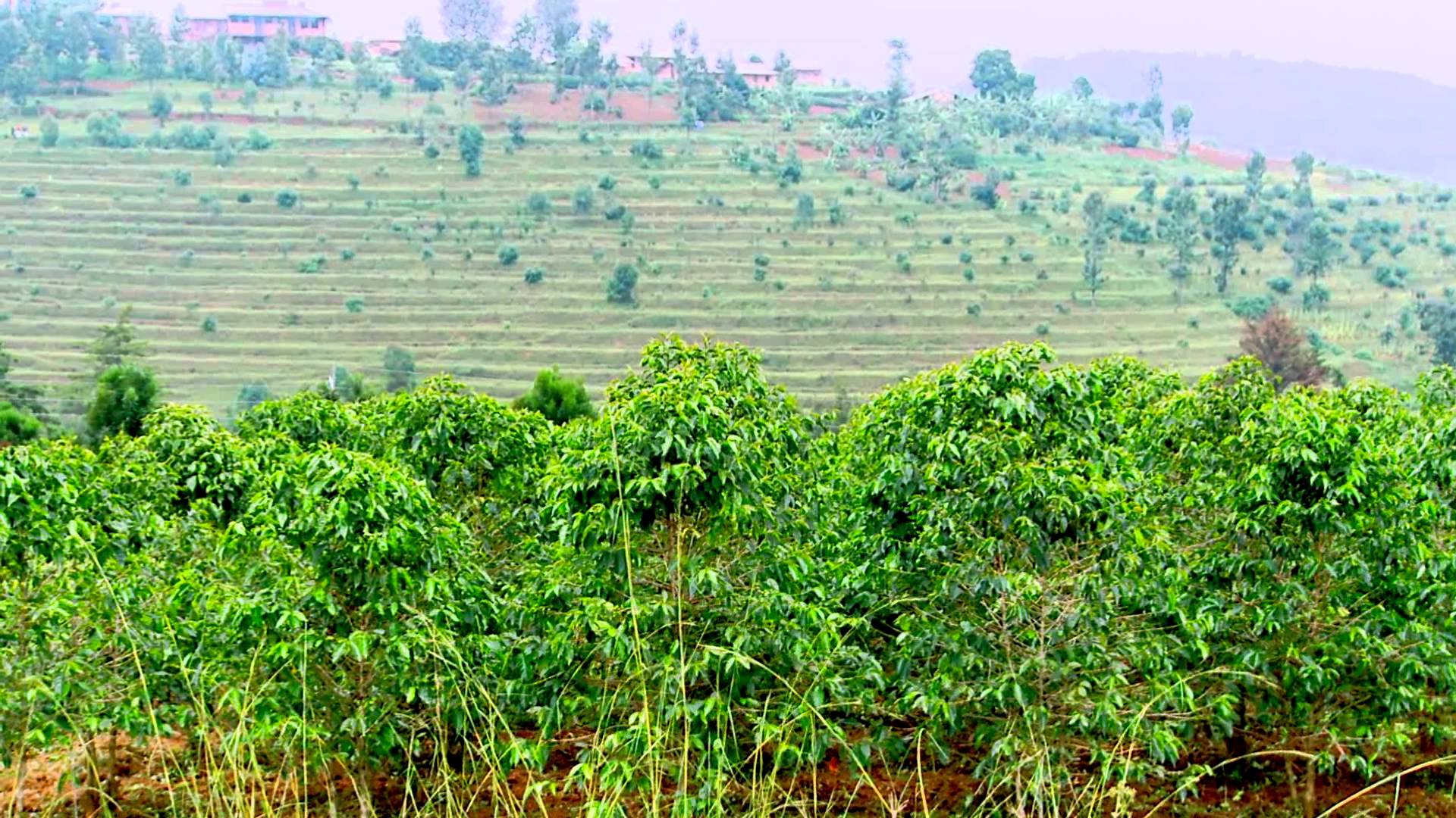 Uprawa kawy: Colombia, Burundi, Ethiopia i Rwanda
